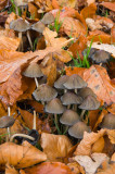 toadstoolautumn-Alpha550-f16-CZ1680-iso200.jpg