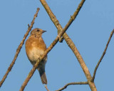 Bluebird, Eastern