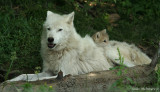 IMG_8181 Artic Wolves with his kid  /  Loup Arctique et un jeune.jpg