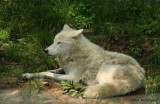 IMG_8187 Artic Wolves  /  Loup Arctique.jpg