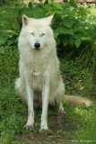 IMG_8193 Artic Wolves  /  Loup Arctique.jpg