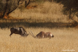 Gemsbok and Blue Wildebeest