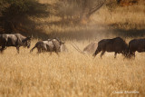 Gemsbok and Blue Wildebeest