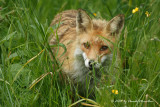 Red Fox