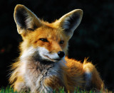 RED FOX SWAN MTN 720.jpg