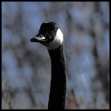 A GOOSE PORTRAIT.jpg