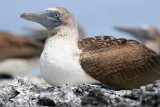 Bluefooted Booby (Punta Moreno, Isabela)