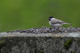 DSC_5600ret.JPG