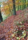 Autumn Colour.jpg
