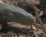 Beaded Lizard