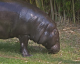 Pygmy Hippo