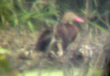 Black-bellied Whistling Duck - 7-23-08