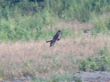 Coopers Hawk - 8-3-08 attack
