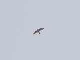 Peregrine - 8-3-08 Ensley  - First of Season