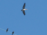 Brown Pelican - 11-2-08 TVA Lake