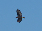 Red-tailed Hawk - 11-9-08 black Harlans Ensley
