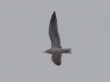 Lesser Black-backed Gull - 12-17-08 - TVA Lake 3rd cy.
