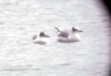 Franklins Gulls - 10-24-09 Pickwick Pair