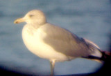 California Gull - 10-31-09 adult -