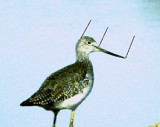 Greater Yellowlegs