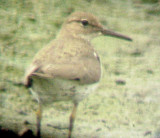 Spotted Sandpiper - 6-14-08 male -1st yr