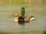 Fulvous Whistling Duck - Pemiscot Co MO 6-14-08