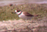 Semipalmated Plover - Ensley Bottoms 6-12-08