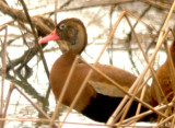 Black-bellied Whistling Duck - 7-4-08 -