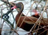 Black-bellied Whistling Duck - 7-4-08