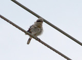 Loggerhead Shrike - fledged young -Presidents Island 7-4-08