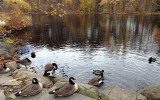 Geese at McFaul