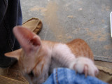 Kitten5.jpg