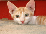 Kitten7.jpg