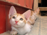 Kitten8.jpg
