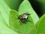 japanese beetle