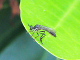 robber fly