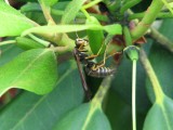 male paper wasp