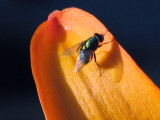 bottle fly