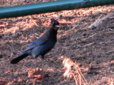 stellar jay