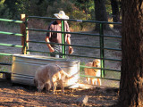 filling the water trough