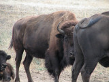 buffalo