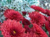 red mums