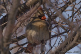 20080330 Cardinal Femelle - Parc-nature de la Pointe-aux-Prairies pict6704.jpg