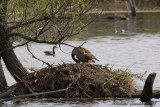 20080509 Bernache du Canada -- Parc-nature de la Pointe-aux-Prairies pict0749.jpg