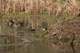 20080509 Canard  front blanc -- Parc-nature de la Pointe-aux-Prairies pict0762.jpg