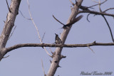 20080509 Hirondelle de fentre -- Parc-nature de la Pointe-aux-Prairies pict0766.jpg