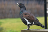 Western Capercaillie (Tetrao urogallus)