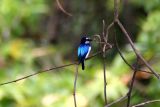 Blue-and-white Kingfisher (Todiramphus diops)