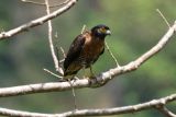 Sulawesi Serpent-Eagle (Spilornis rufipectus)
