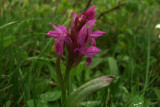 Dactylorhiza umbrosa?